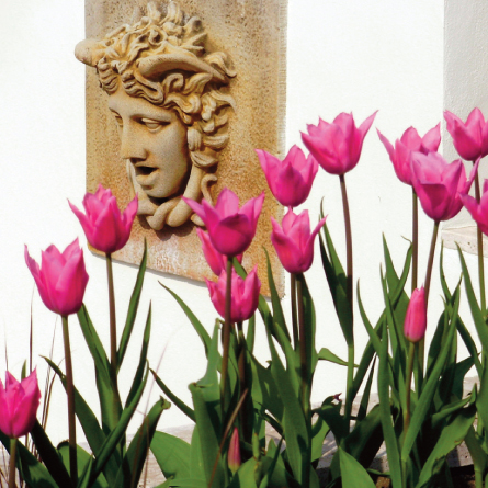 Water feature and tulips